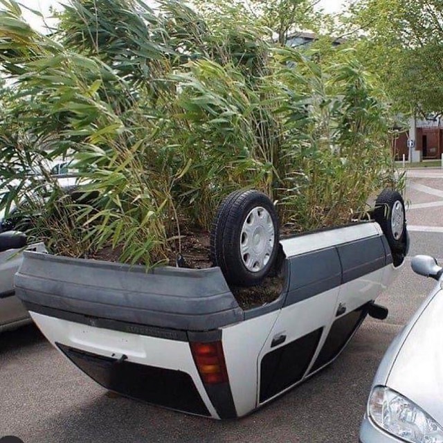 Momen apes mobil jadi kotor © 2022 berbagai sumber