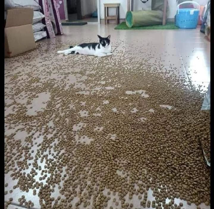 nyenengin hewan peliharaan nyeleneh deh © berbagai sumber