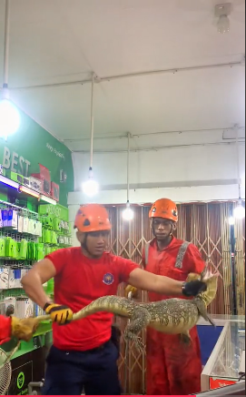 Momen tegang biawak masuk toko pulsa Tiktok