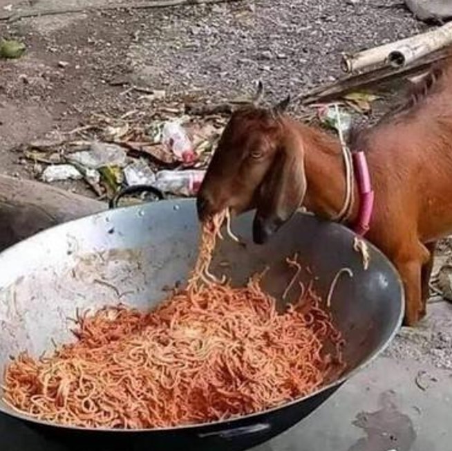 11 Potret lucu hewan doyan makan mi Berbagai sumber