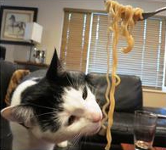 11 Potret lucu hewan doyan makan mi Berbagai sumber