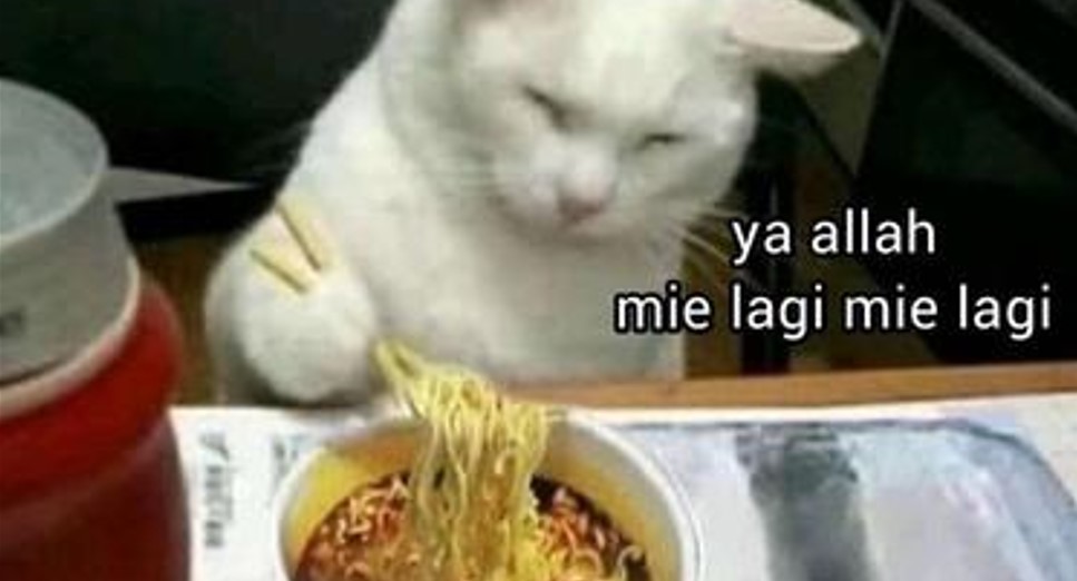 11 Potret lucu hewan doyan makan mi Berbagai sumber