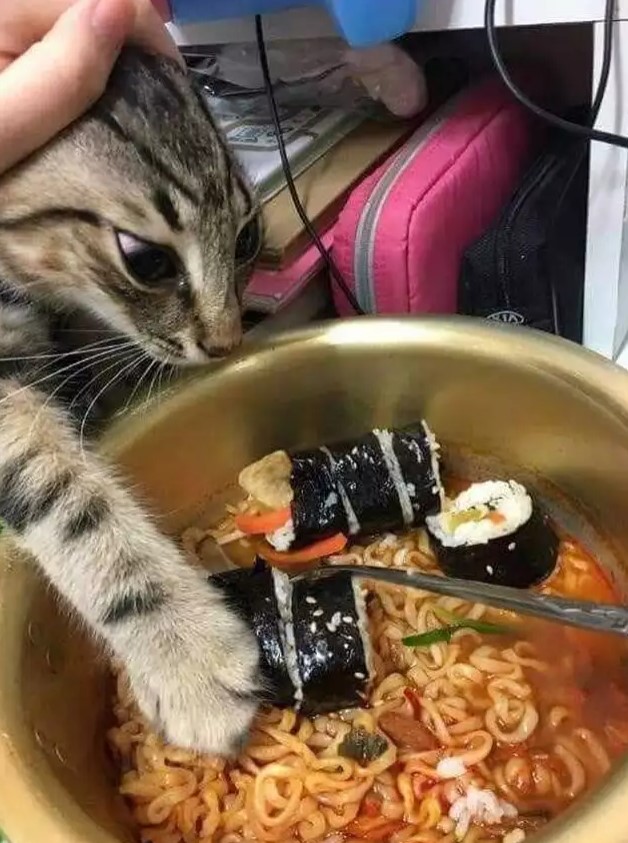 11 Potret lucu hewan doyan makan mi Berbagai sumber