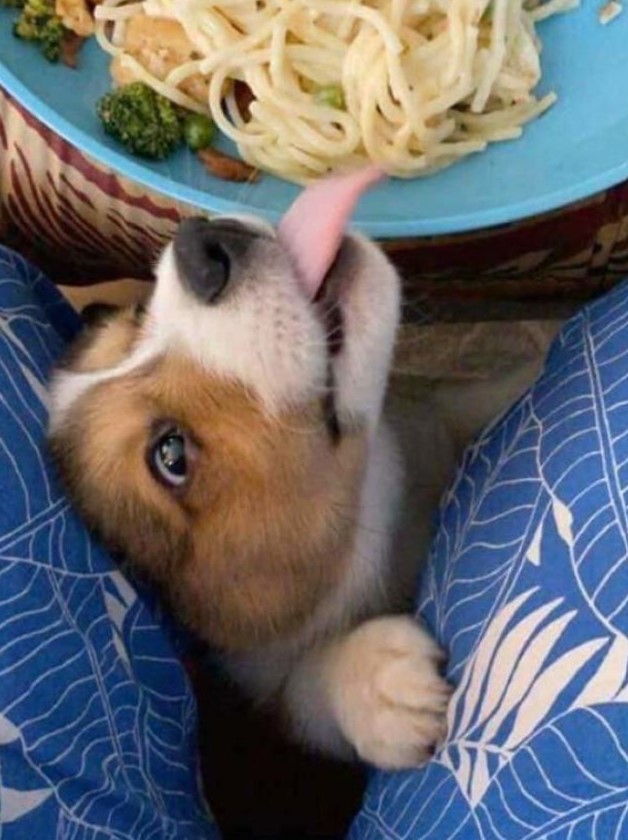 11 Potret lucu hewan doyan makan mi Berbagai sumber