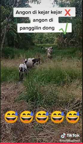 Bukan dihalau, cara penggembala masukkan kambing ke kandang ini unik