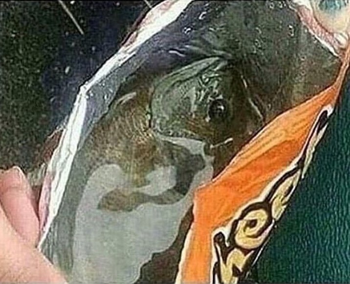 Potret nyeleneh isi makanan dalam bungkus © 2022 berbagai sumber