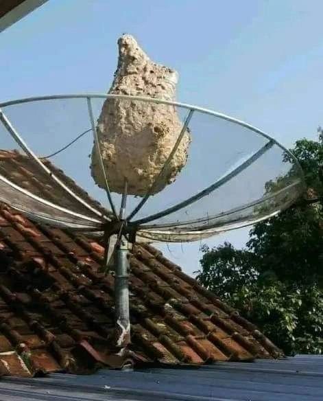 ide nyeleneh manfaatin parabola lucu © berbagai sumber