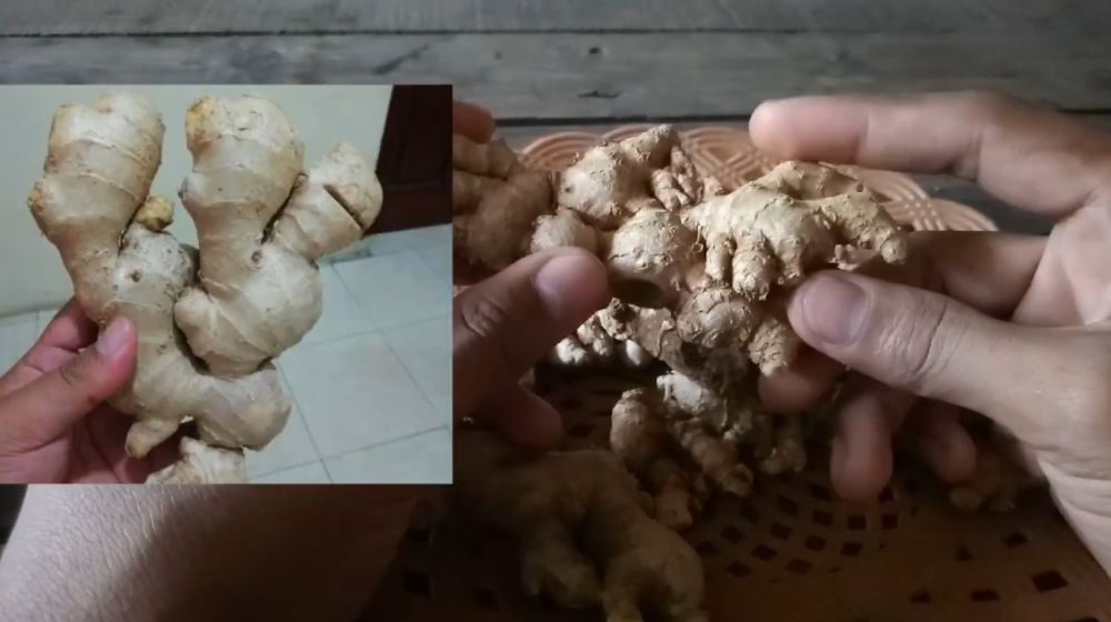 5 Trik memilih jahe tua yang bagus dan aromanya lebih kuat
