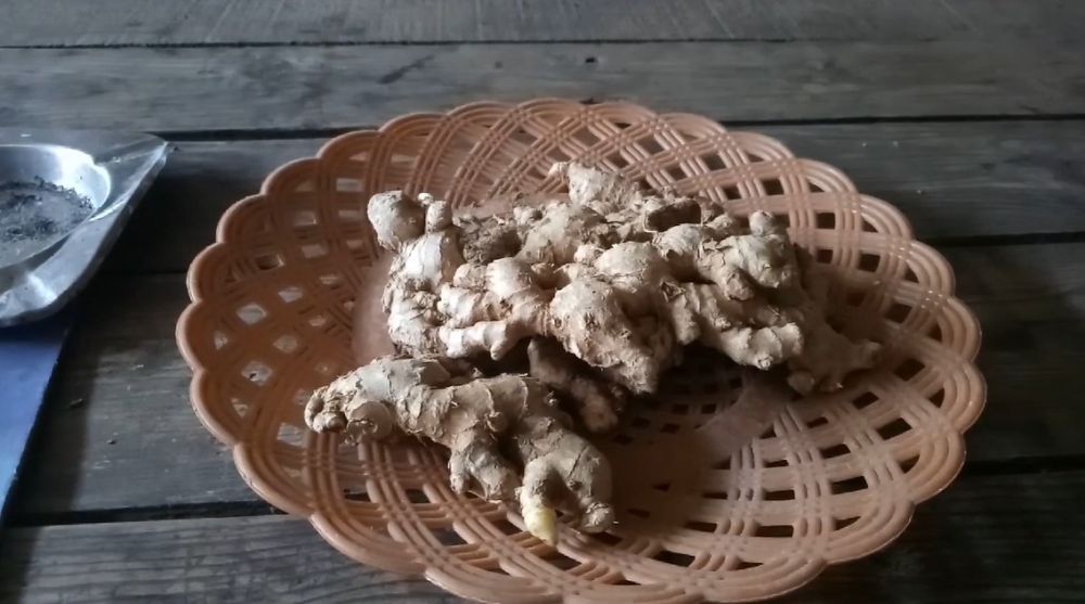 5 Trik memilih jahe tua yang bagus dan aromanya lebih kuat
