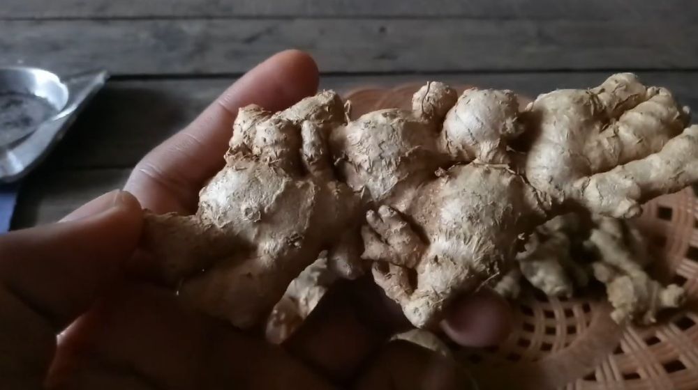 5 Trik memilih jahe tua yang bagus dan aromanya lebih kuat