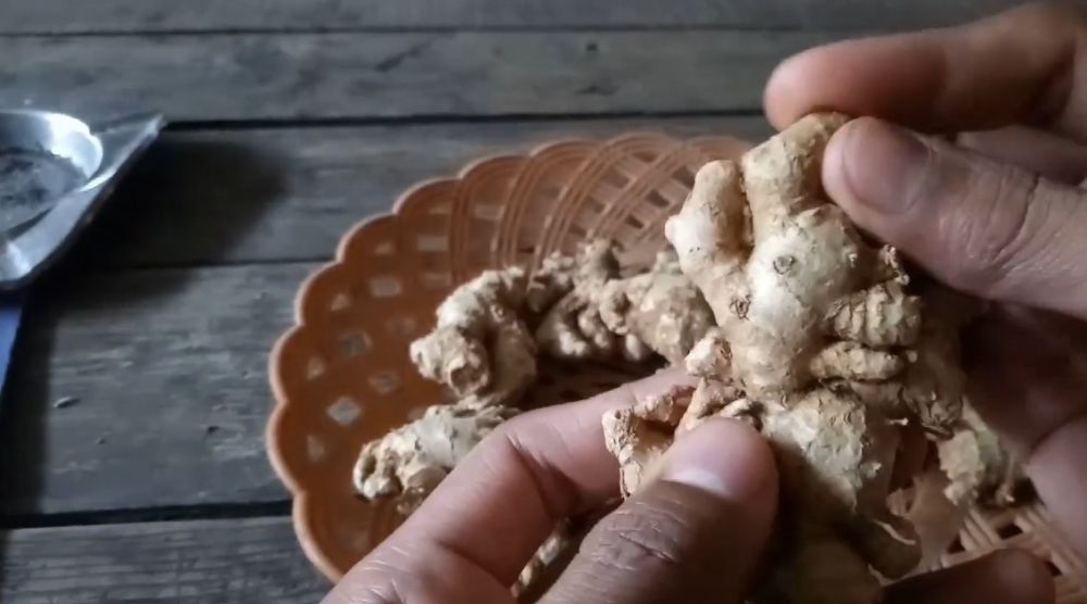 5 Trik memilih jahe tua yang bagus dan aromanya lebih kuat