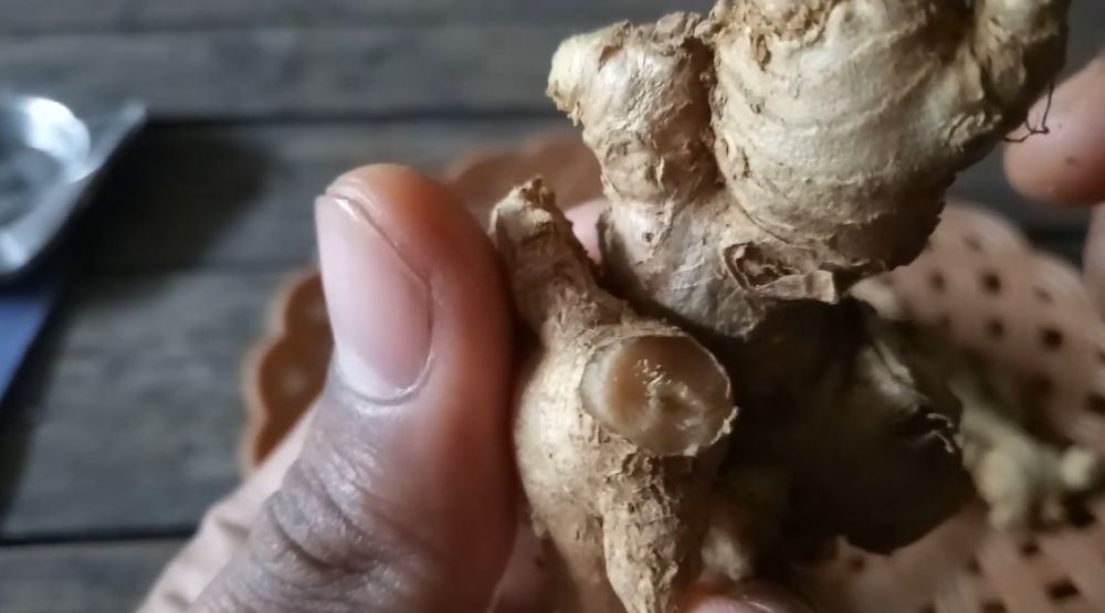 5 Trik memilih jahe tua yang bagus dan aromanya lebih kuat