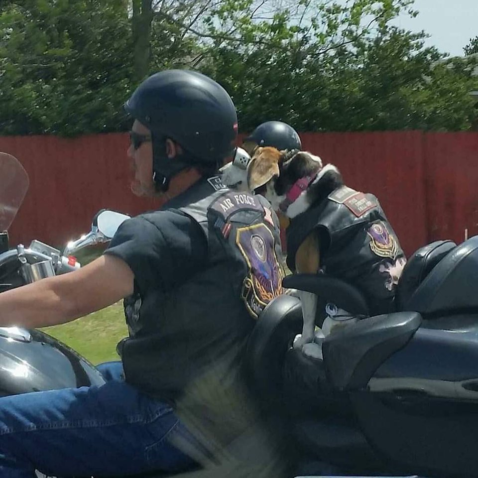 potret hewan tirukan benda di dekatnya © berbagai sumber