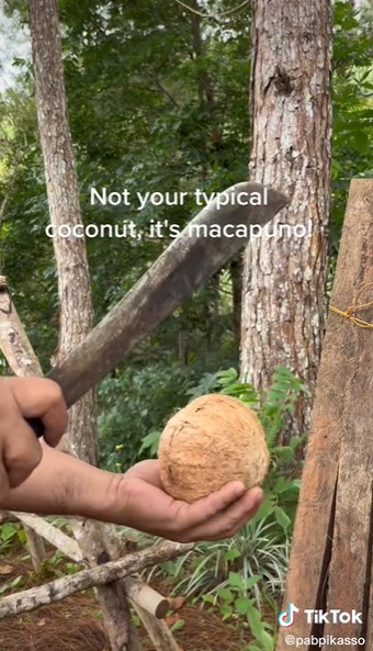 Jarang diketahui, begini bentuk isi kelapa kopyor asli