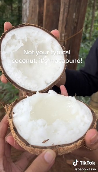 Jarang diketahui, begini bentuk isi kelapa kopyor asli