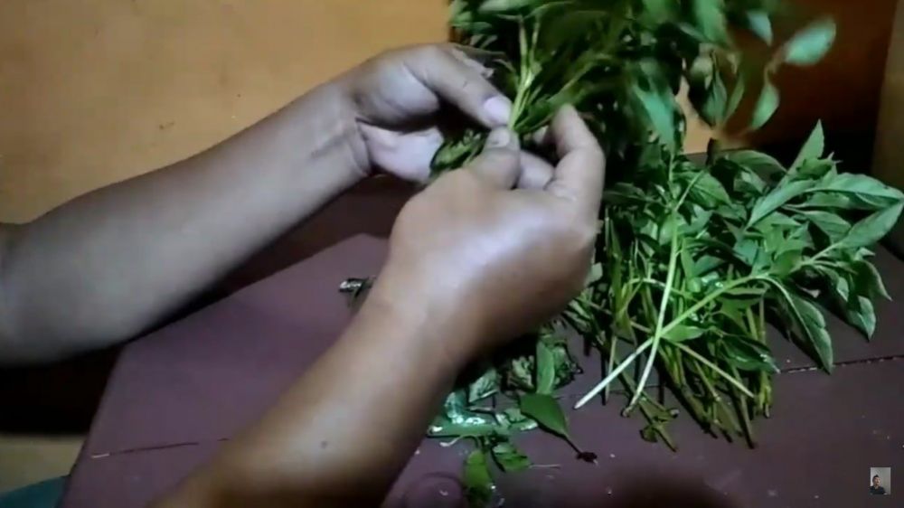 5 Cara menyimpan daun kemangi tanpa kulkas, tak layu hingga 5 hari
