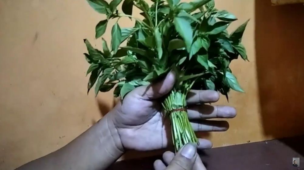 5 Cara menyimpan daun kemangi tanpa kulkas, tak layu hingga 5 hari