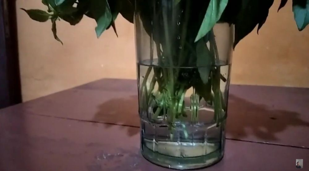 5 Cara menyimpan daun kemangi tanpa kulkas, tak layu hingga 5 hari