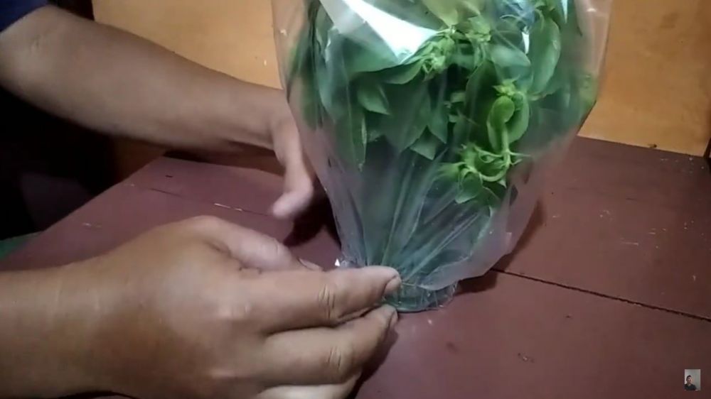 5 Cara menyimpan daun kemangi tanpa kulkas, tak layu hingga 5 hari