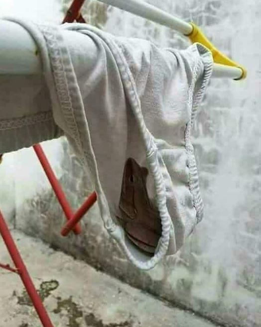 apes waktu jemur baju di rumah lucu © berbagai sumber