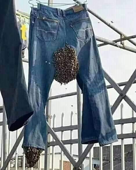 apes waktu jemur baju di rumah lucu © berbagai sumber