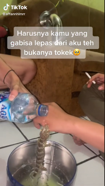 Momen pria digigit tokek Tiktok Momen pria digigit tokek Tiktok