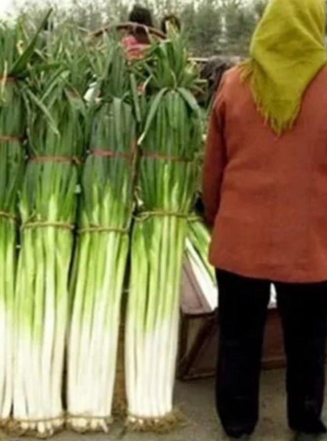 Hasil panen ubi dan daun bawang raksasa ini ukurannya bikin takjub