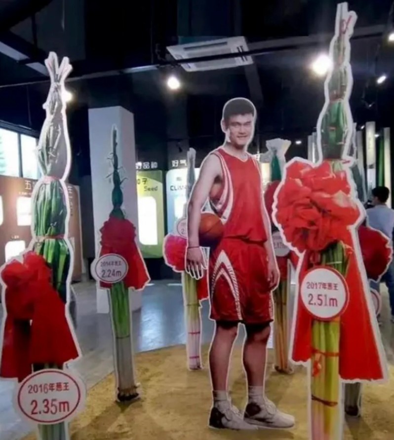 Hasil panen ubi dan daun bawang raksasa ini ukurannya bikin takjub