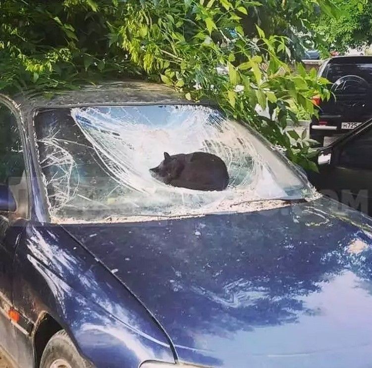 mobil pas ketiban benda tak terduga nyeleneh © berbagai sumber