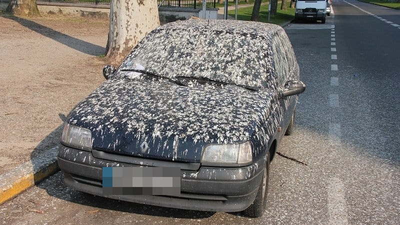 mobil pas ketiban benda tak terduga nyeleneh © berbagai sumber