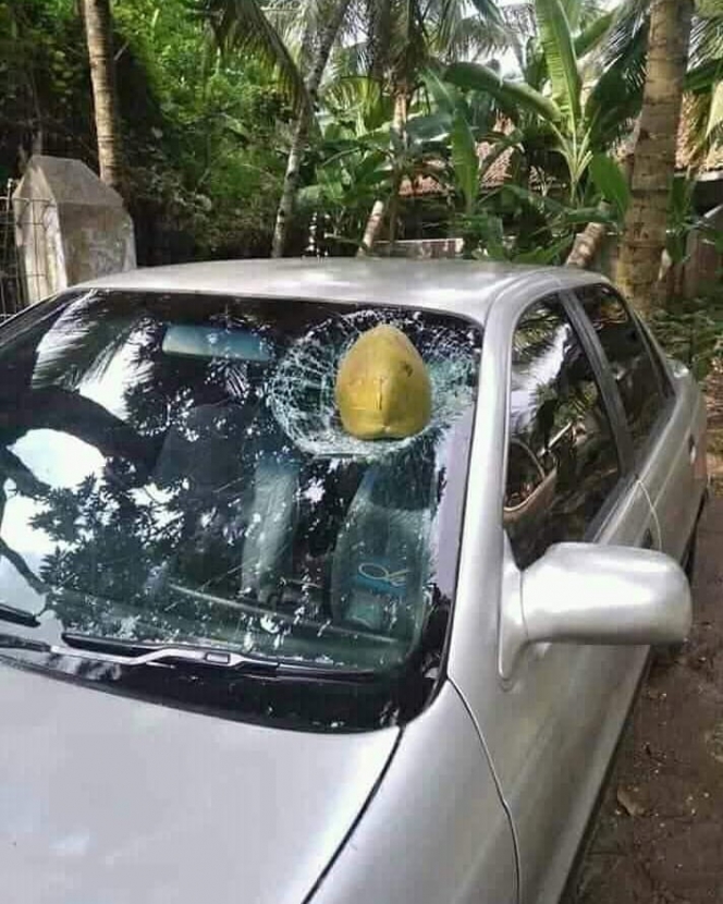 mobil pas ketiban benda tak terduga nyeleneh © berbagai sumber