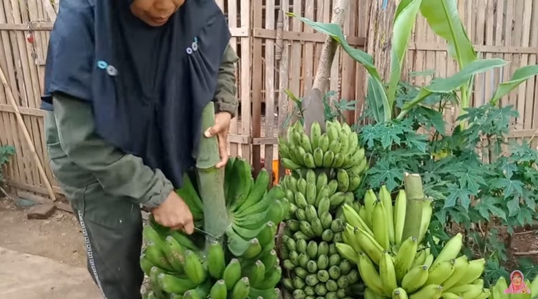 Trik memotong pisang dari tandan, rapi tanpa goresan pisau
