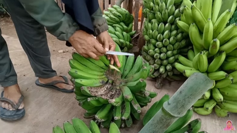 Trik memotong pisang dari tandan, rapi tanpa goresan pisau