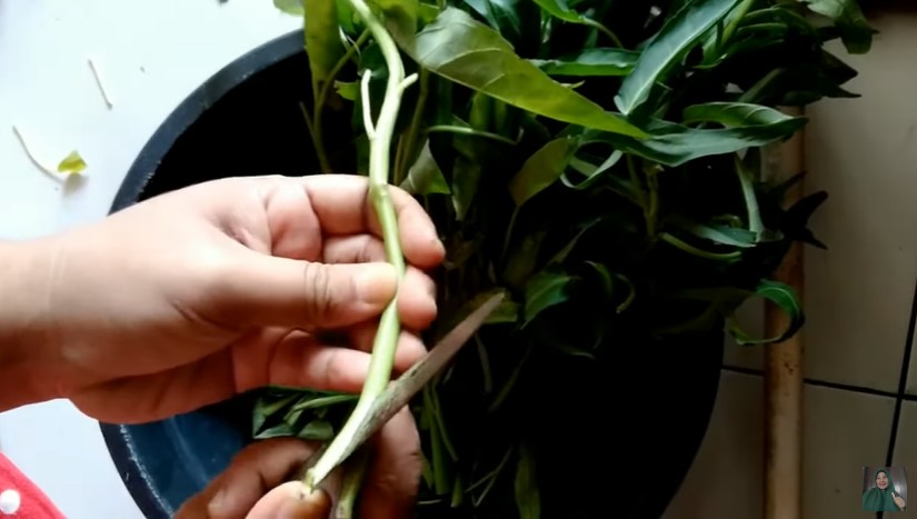 Jangan langsung dibelah, ini trik sederhana bersihkan kangkung