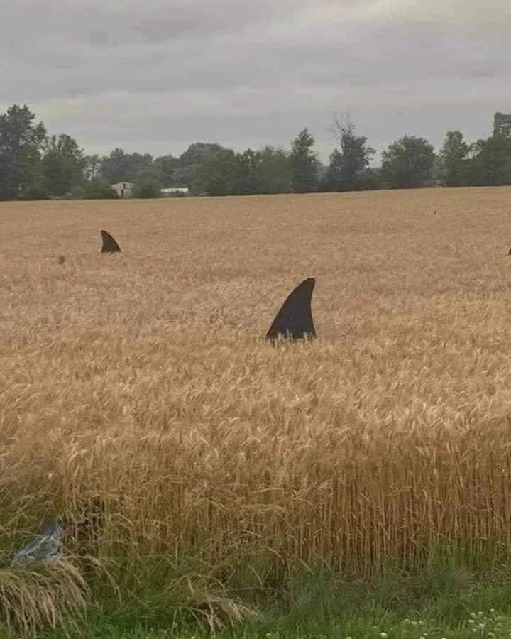 salah taruh benda di sawah kocak © berbagai sumber