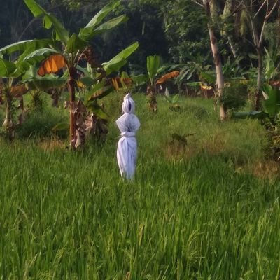 salah taruh benda di sawah kocak © berbagai sumber
