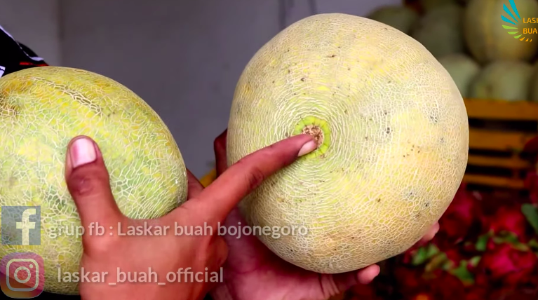 Tanpa membukanya, ini 5 trik memilih melon yang matang dan manis