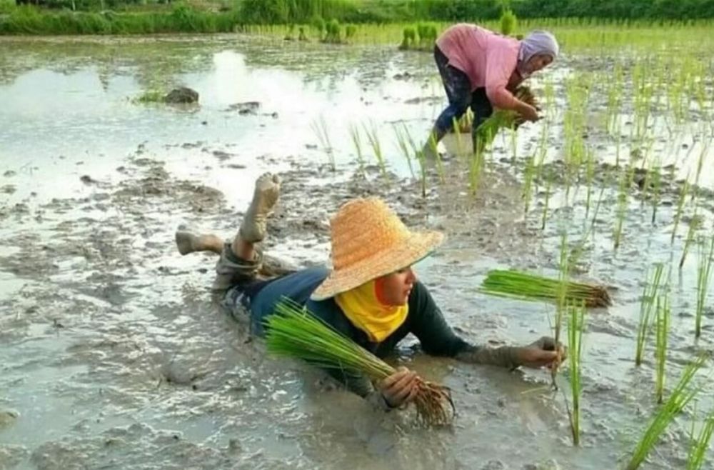 Tingkah kocak orang di sawah Berbagai sumber Tingkah kocak orang di sawah Berbagai sumber