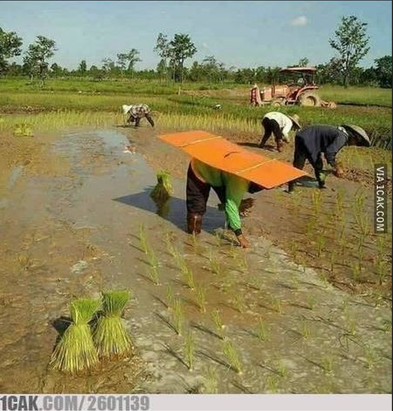 Tingkah kocak orang di sawah Berbagai sumber Tingkah kocak orang di sawah Berbagai sumber