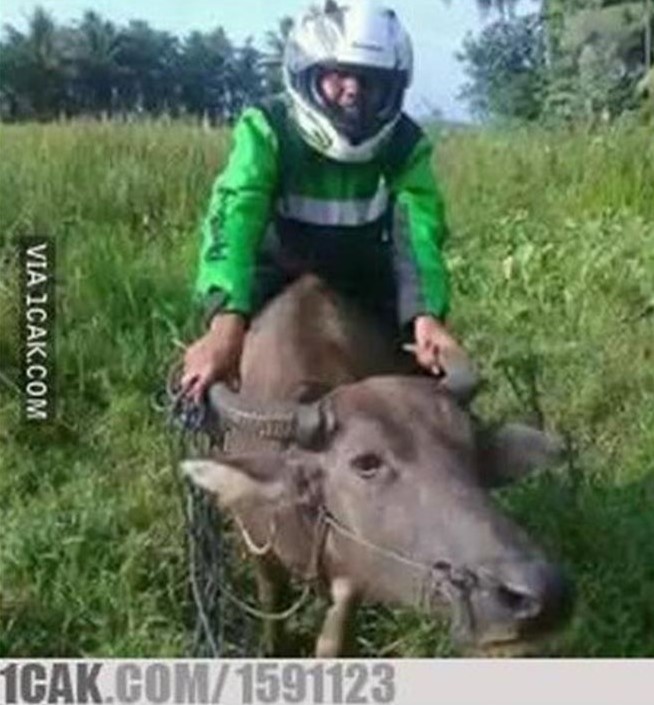 Tingkah kocak orang di sawah Berbagai sumber Tingkah kocak orang di sawah Berbagai sumber