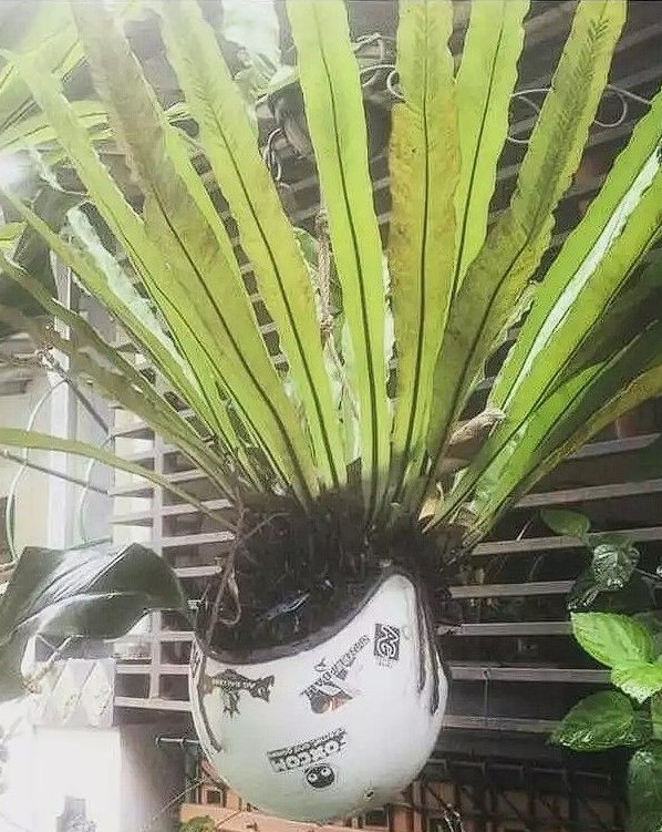 Siasati helm rusak Berbagai sumber Siasati helm rusak Berbagai sumber