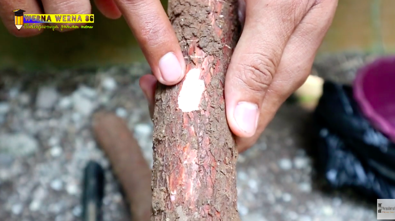 5 Trik jitu memilih singkong yang empuk dan merekah saat digoreng