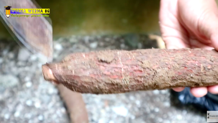 5 Trik jitu memilih singkong yang empuk dan merekah saat digoreng