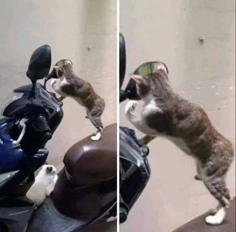 pose hewan pas lagi bercermin kocak © berbagai sumber