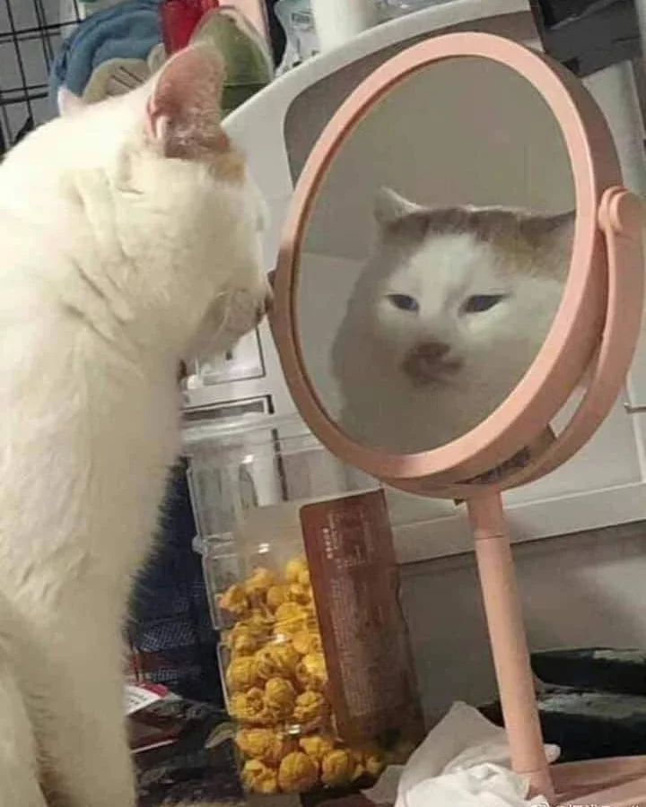 pose hewan pas lagi bercermin kocak © berbagai sumber