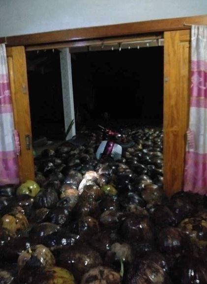 Rumah ini dipenuhi kelapa setelah banjir, penampakannya bikin heran