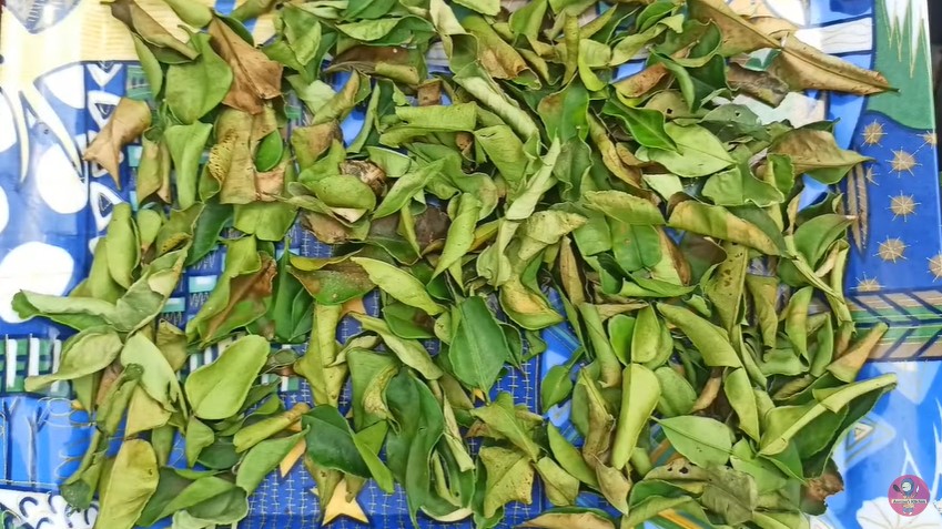 7 Cara membuat daun jeruk bubuk, tetap wangi dan tahan lama