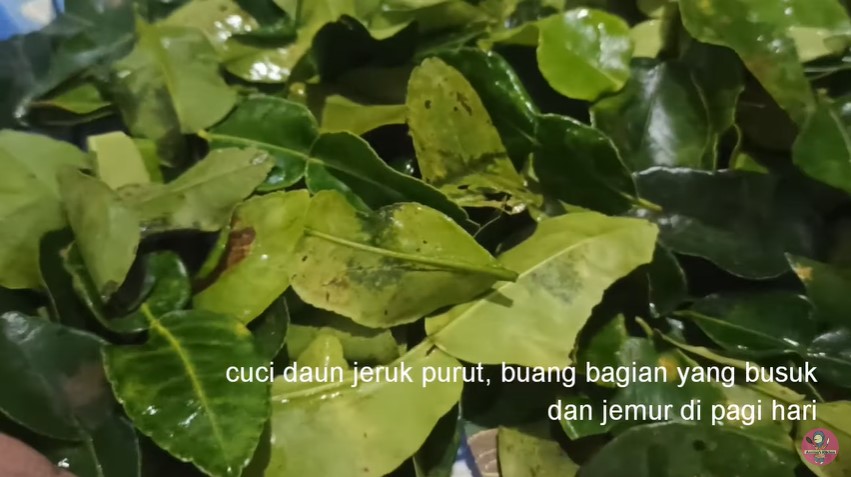 7 Cara membuat daun jeruk bubuk, tetap wangi dan tahan lama