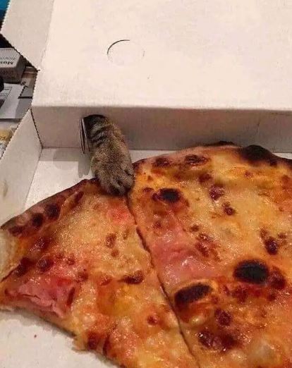 Momen apes orang lagi makan diganggu hewan © 2022 berbagai sumber