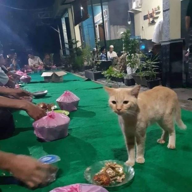 Momen apes orang lagi makan diganggu hewan © 2022 berbagai sumber